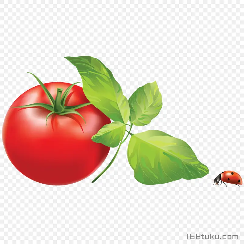 手绘西红柿番茄叶子甲壳虫png素材