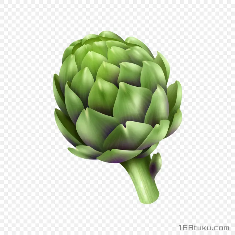 手绘菜蓟洋蓟朝鲜蓟蔬菜png素材免抠