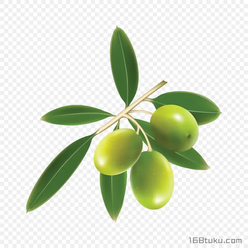 手绘橄榄黄榄青果png素材