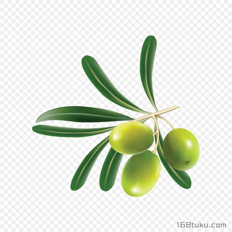 橄榄黄榄青果png素材