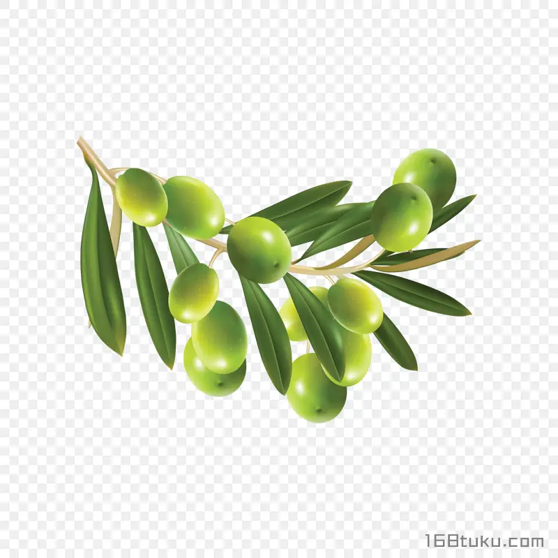 手绘橄榄黄榄青果png素材