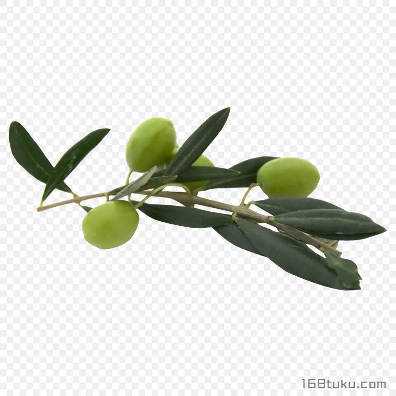 橄榄黄榄青果png素材