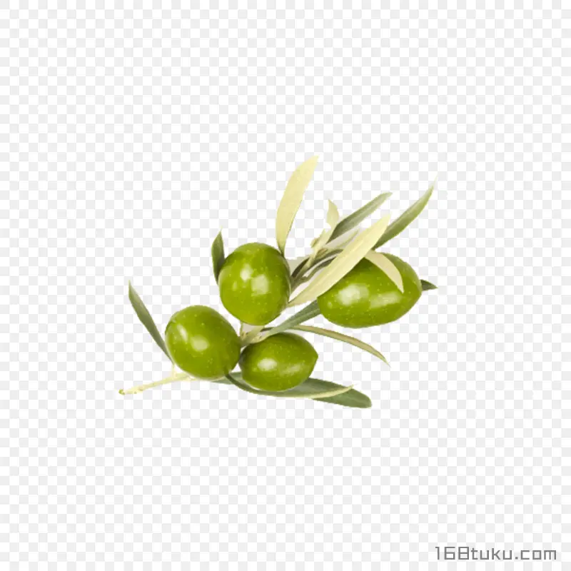 橄榄黄榄青果png素材
