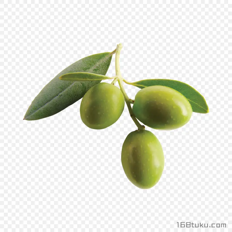 橄榄黄榄青果png素材
