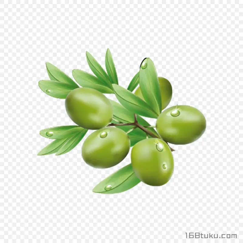 橄榄黄榄青果png素材