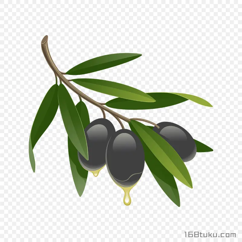 橄榄黑橄榄油橄榄png素材