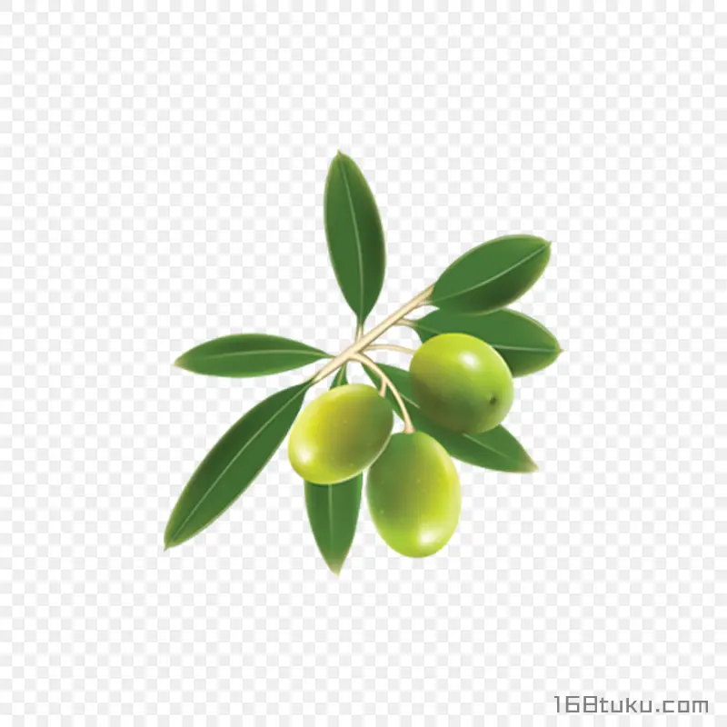 橄榄黄榄青果png素材
