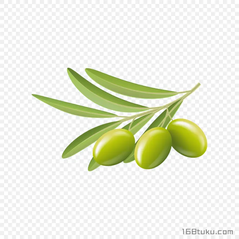 橄榄黄榄青果png素材