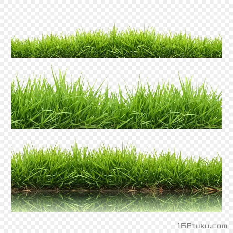 草地草丛