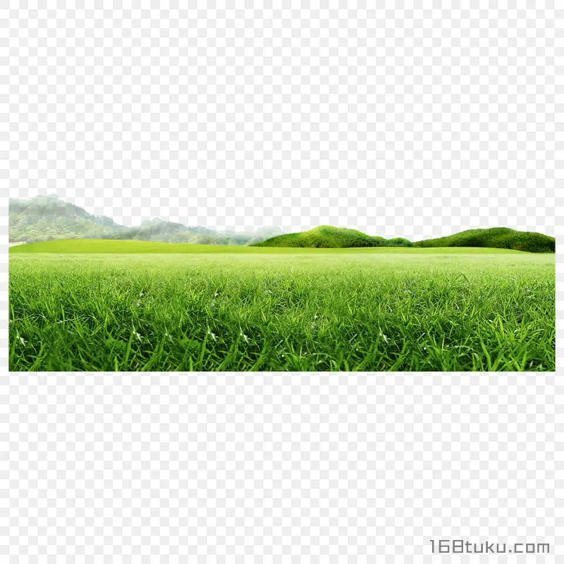草地草坪
