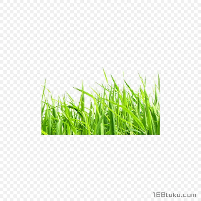 草丛