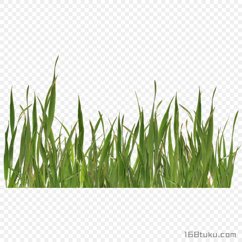 草丛