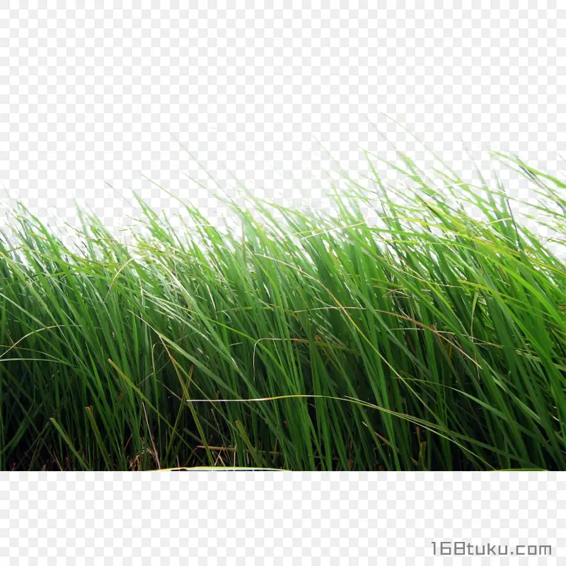 草丛