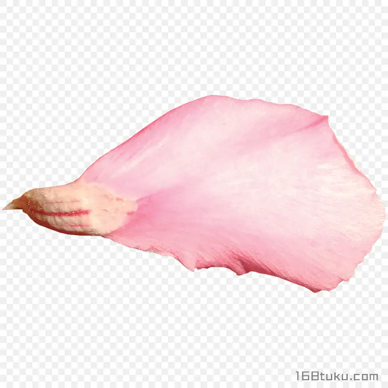 花瓣