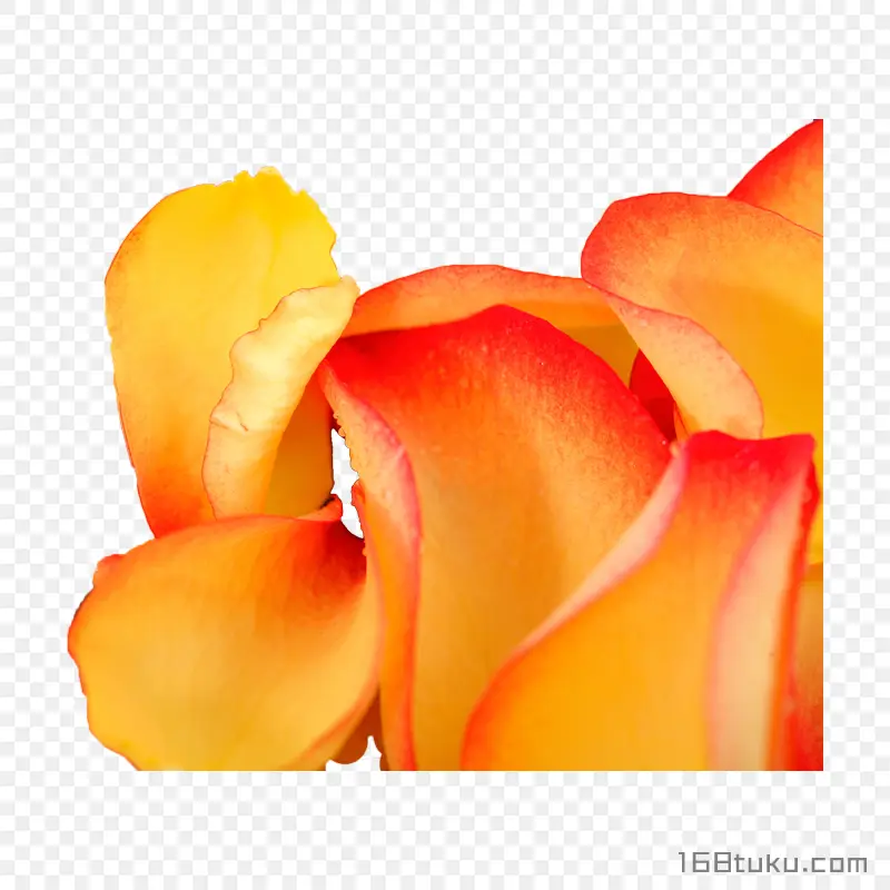 手绘花瓣