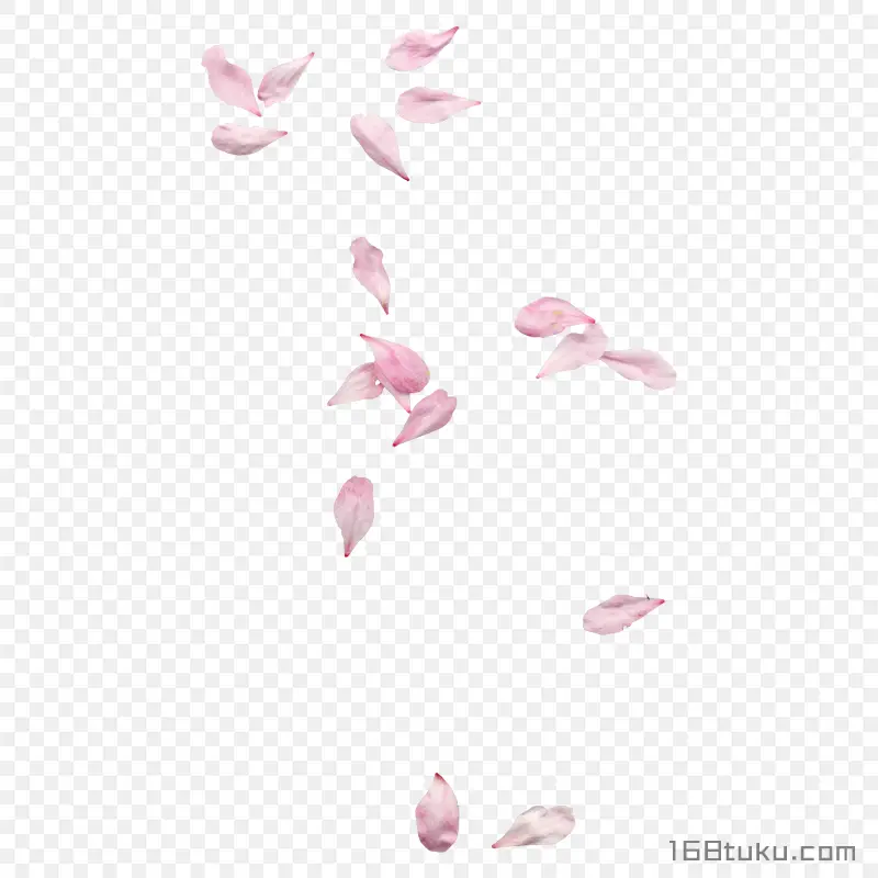 樱花花瓣