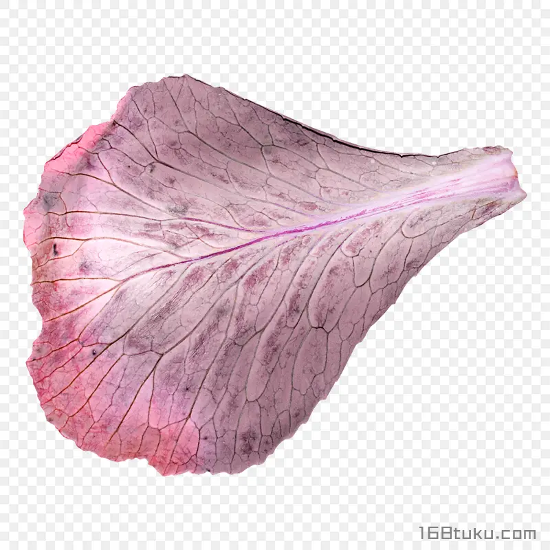花瓣