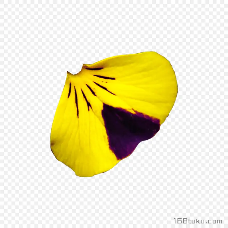 黄色花瓣