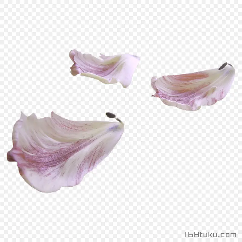 花瓣