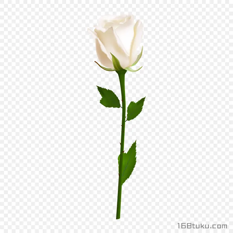 插画玫瑰花一支白玫瑰花蔷薇花png素材免费下载免扣