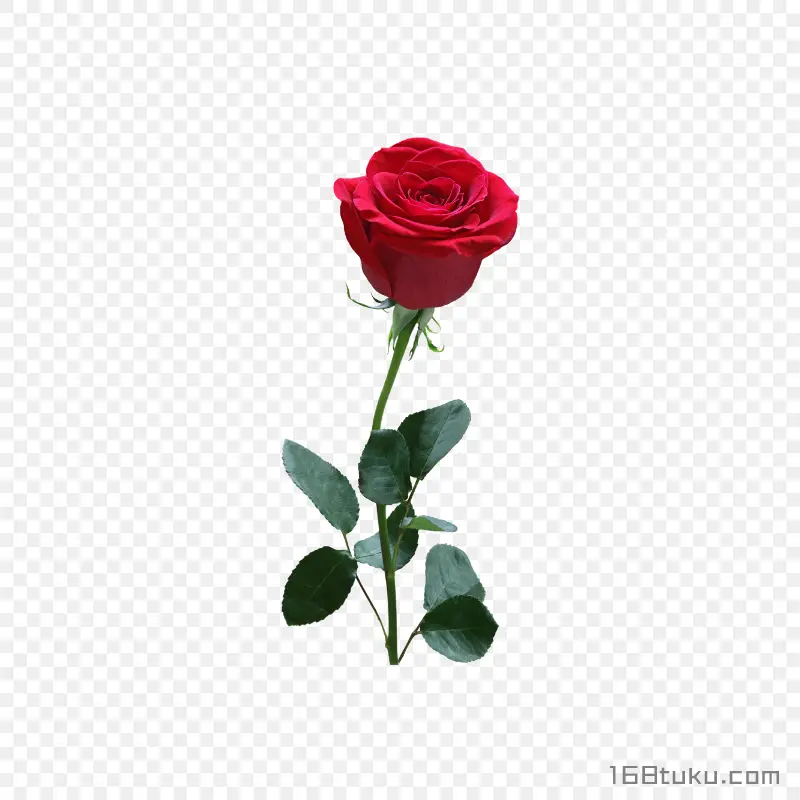 一支玫瑰花红玫瑰花蔷薇花月季花png素材免费下载免扣