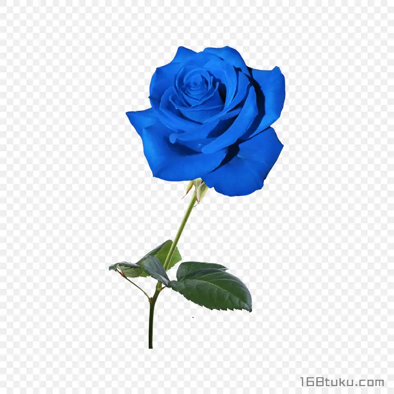 一支玫瑰花蓝色玫瑰花蓝色妖姬png素材免费下载免扣