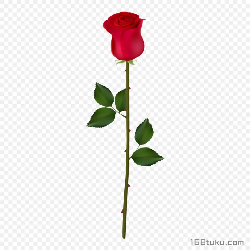 插画一支玫瑰花红玫瑰花蔷薇花月季花png素材免费下载免扣