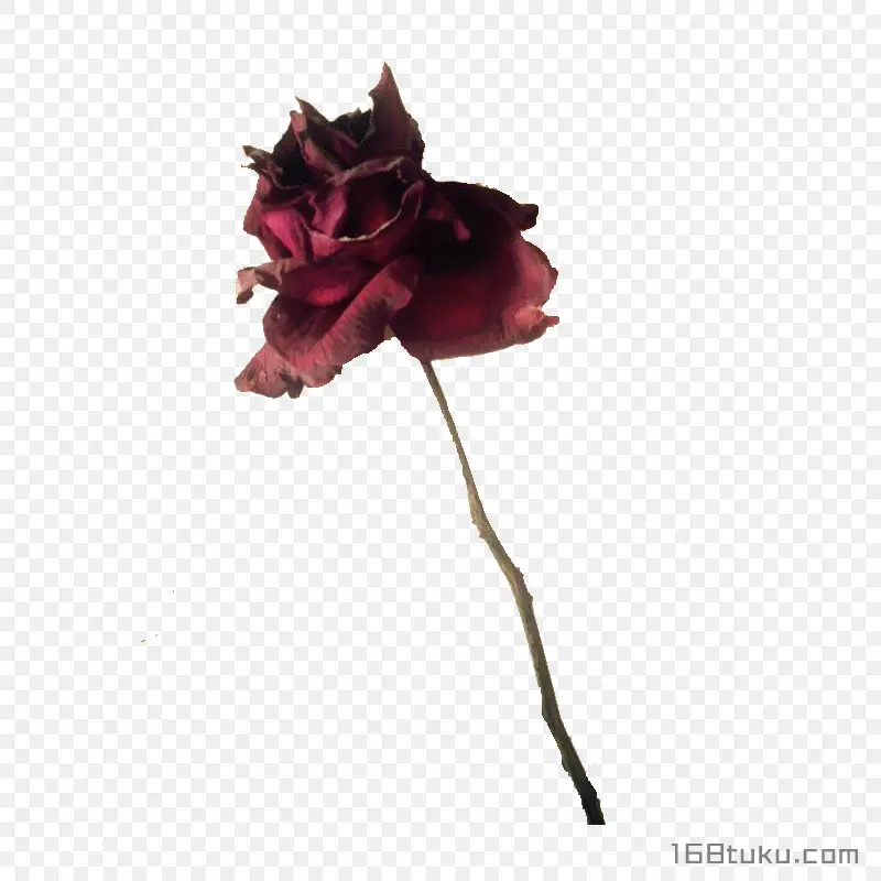 一支玫瑰花红玫瑰枯萎的花干花png素材免费下载免扣
