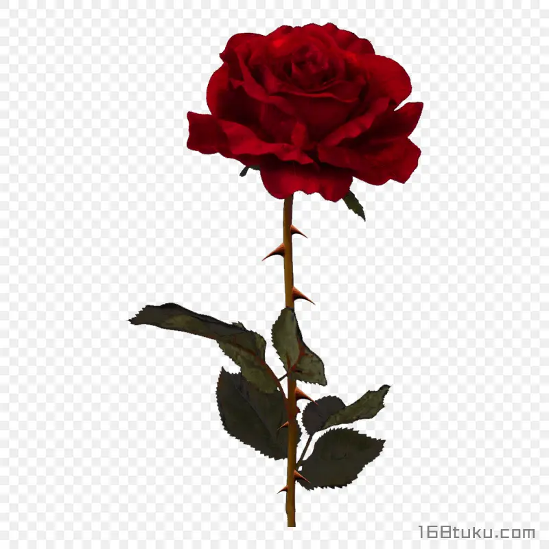 插画一支玫瑰花红玫瑰花蔷薇花月季花png素材免费下载免扣