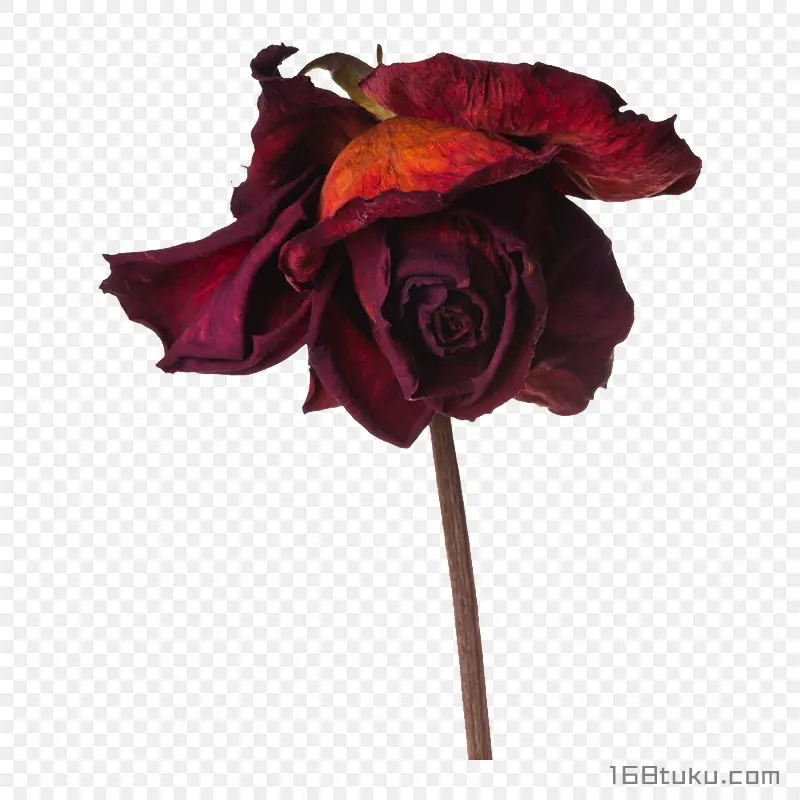 一支玫瑰花红玫瑰枯萎的花干花png素材免费下载免扣