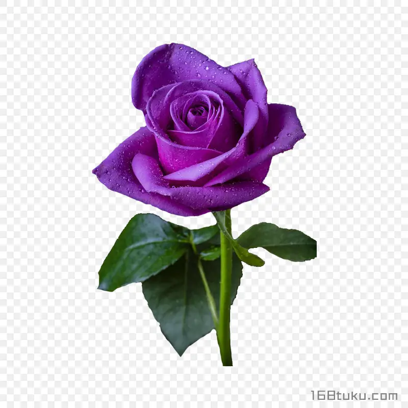 一支玫瑰花紫玫瑰蔷薇花月季花png素材免费下载免扣