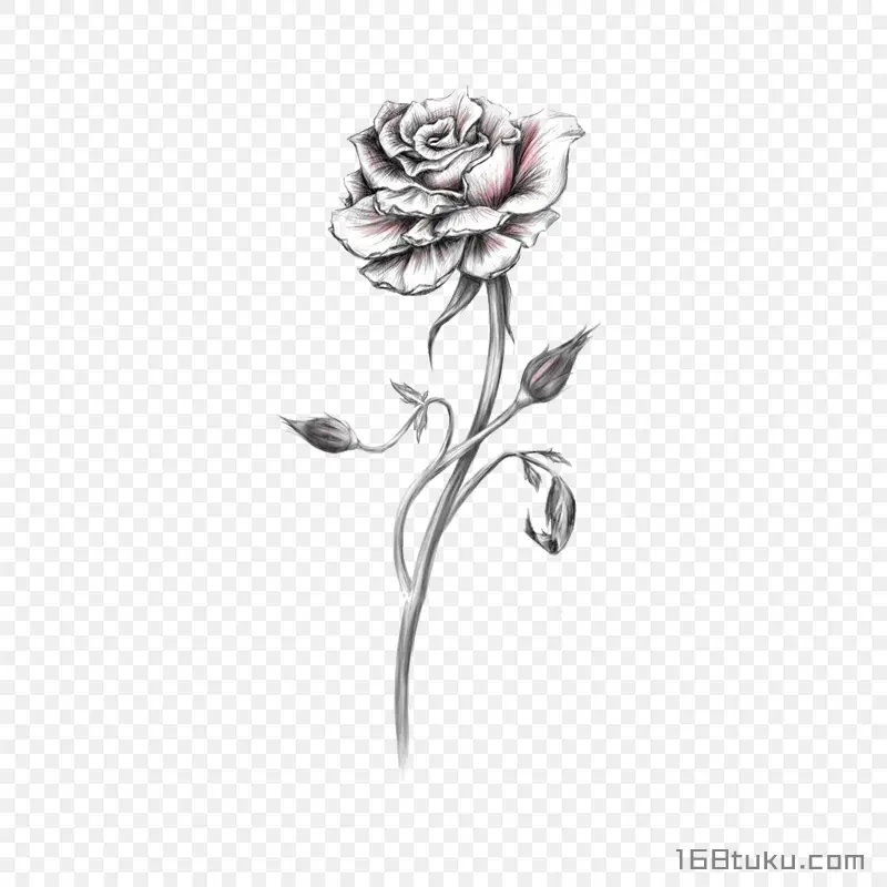 手绘插画一支玫瑰花月季花线描玫瑰png素材免费下载免扣
