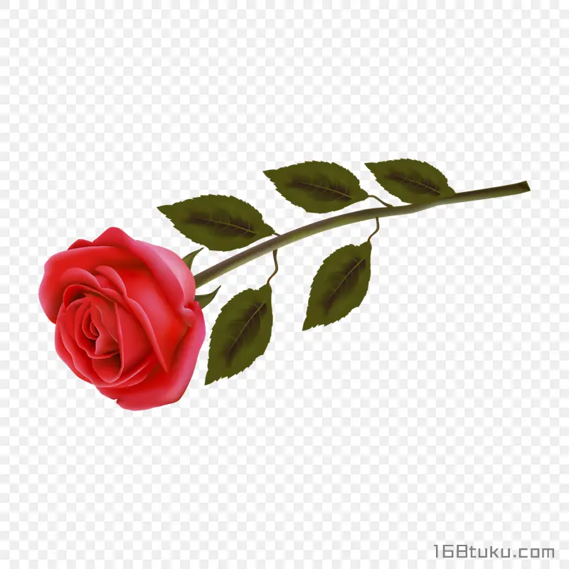 插画一支玫瑰花红玫瑰花蔷薇花月季花png素材免费下载免扣