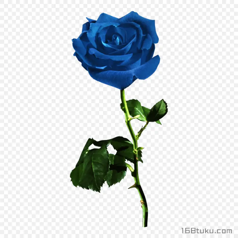 一支玫瑰花蓝色玫瑰花蓝色妖姬png素材免费下载免扣