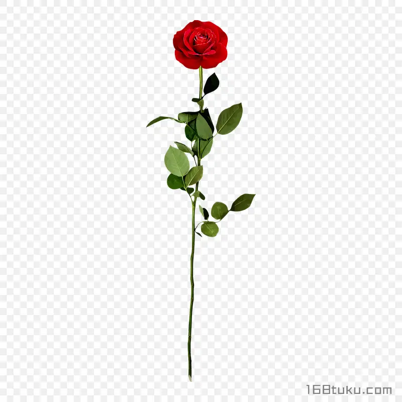 插画一支玫瑰花红玫瑰花蔷薇花月季花png素材免费下载免扣