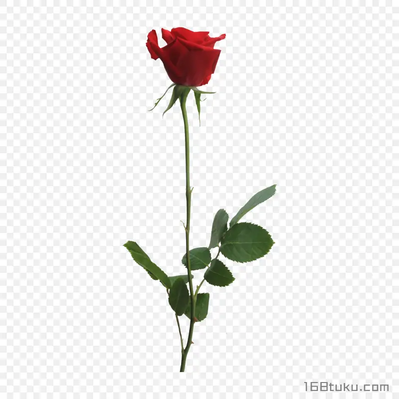 一支玫瑰花红玫瑰花蔷薇花月季花png素材免费下载免扣
