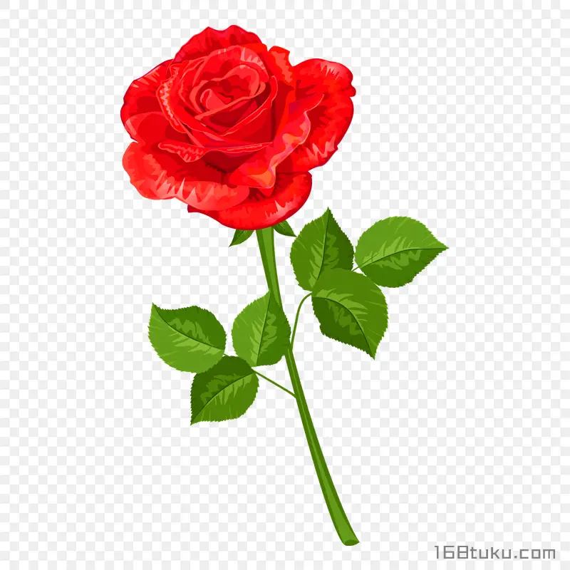插画一支玫瑰花红玫瑰花蔷薇花月季花png素材免费下载免扣