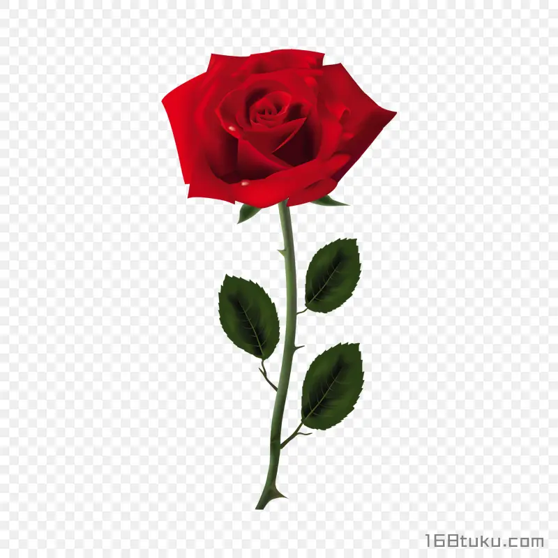 一支玫瑰花红玫瑰花蔷薇花月季花png素材免费下载免扣