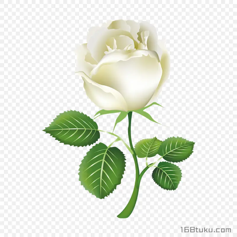 插画玫瑰花一支白玫瑰花蔷薇花png素材免费下载免扣