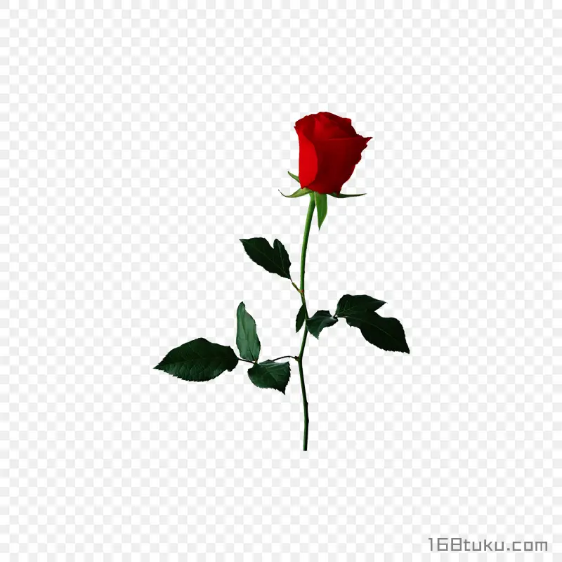 插画一支玫瑰花红玫瑰花蔷薇花月季花png素材免费下载免扣