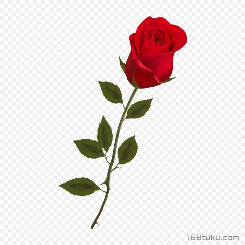 一支玫瑰花红玫瑰花蔷薇花月季花png素材免费下载免扣