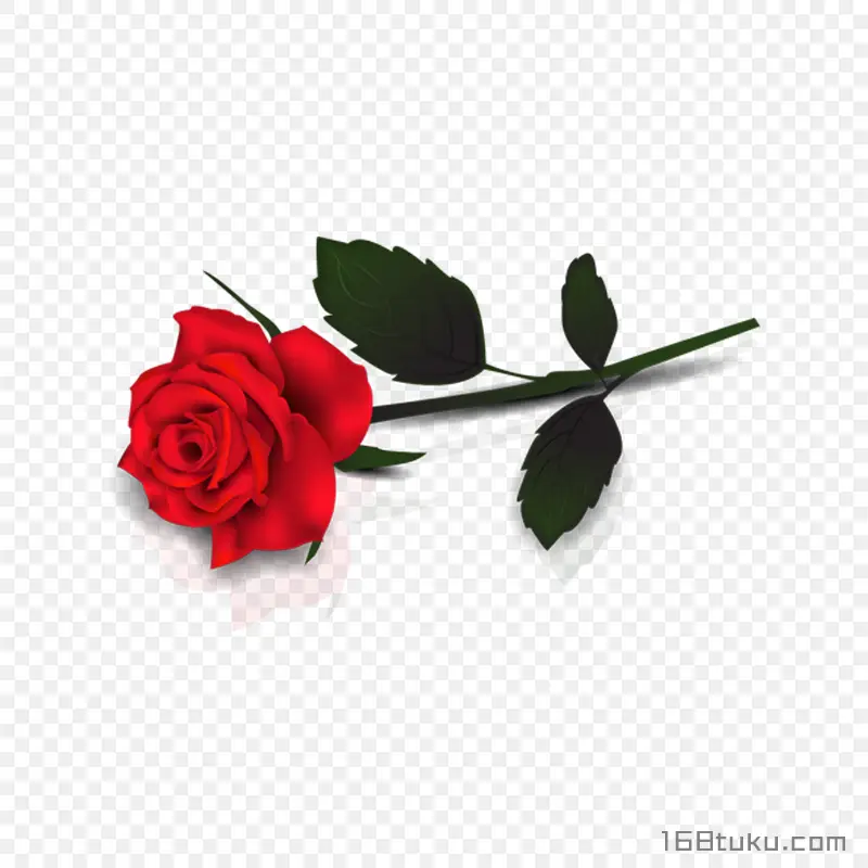 插画一支玫瑰花红玫瑰花蔷薇花月季花png素材免费下载免扣
