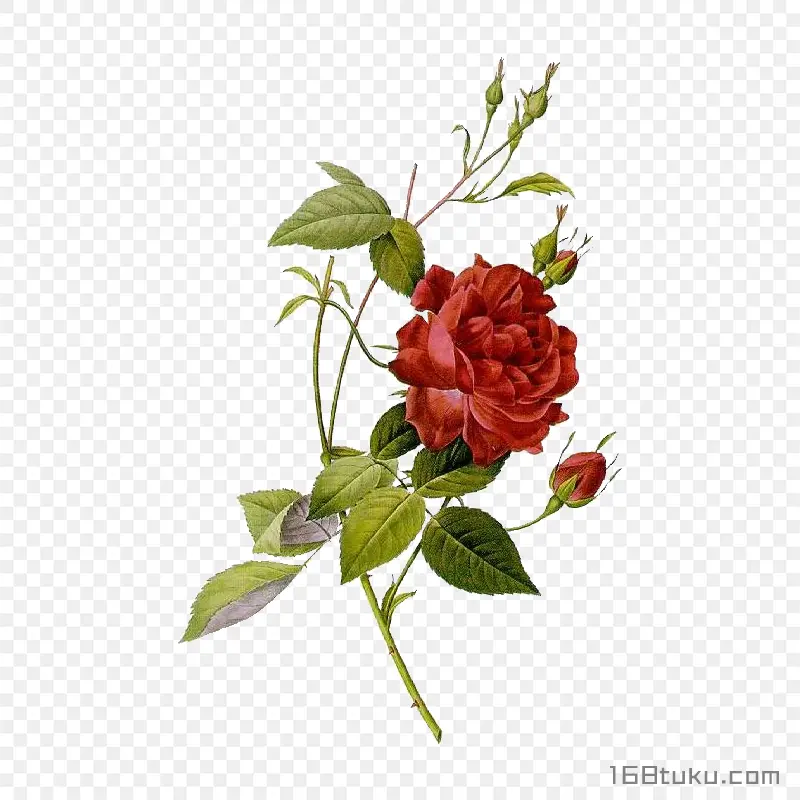 插画一支玫瑰花红玫瑰花蔷薇花月季花png素材免费下载免扣