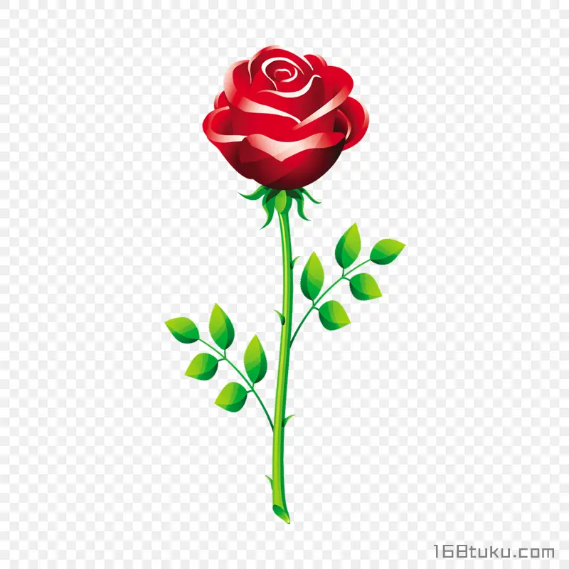 插画一支玫瑰花红玫瑰花蔷薇花月季花png素材免费下载免扣