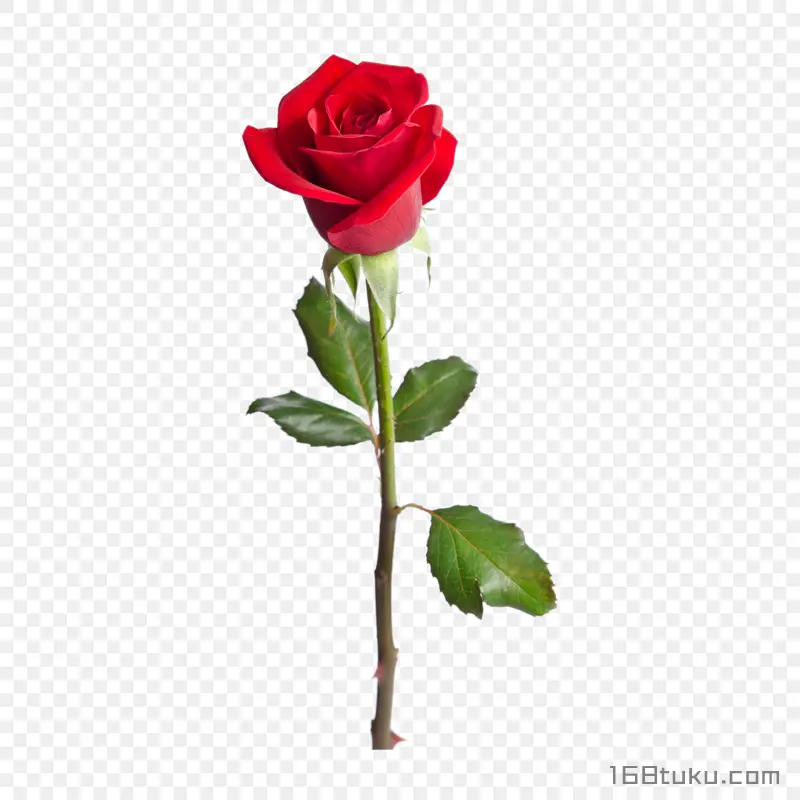 一支玫瑰花红玫瑰花蔷薇花月季花png素材免费下载免扣
