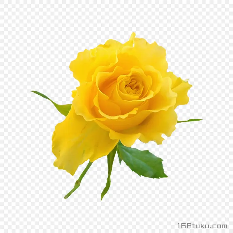 一支玫瑰花黄玫瑰蔷薇花月季花png素材免费下载免扣