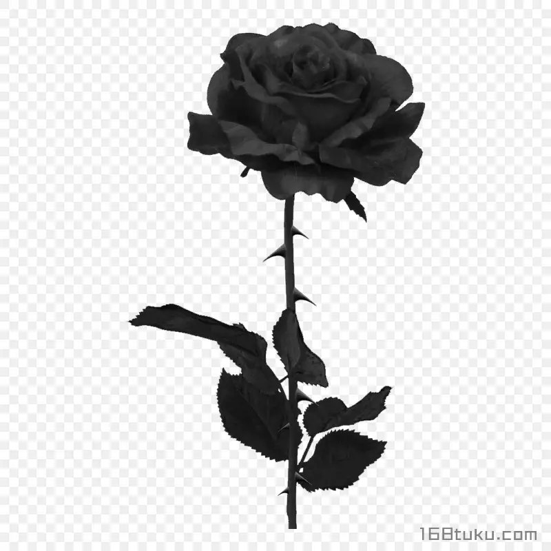 一支玫瑰花黑玫瑰蔷薇花月季花png素材免费下载免扣