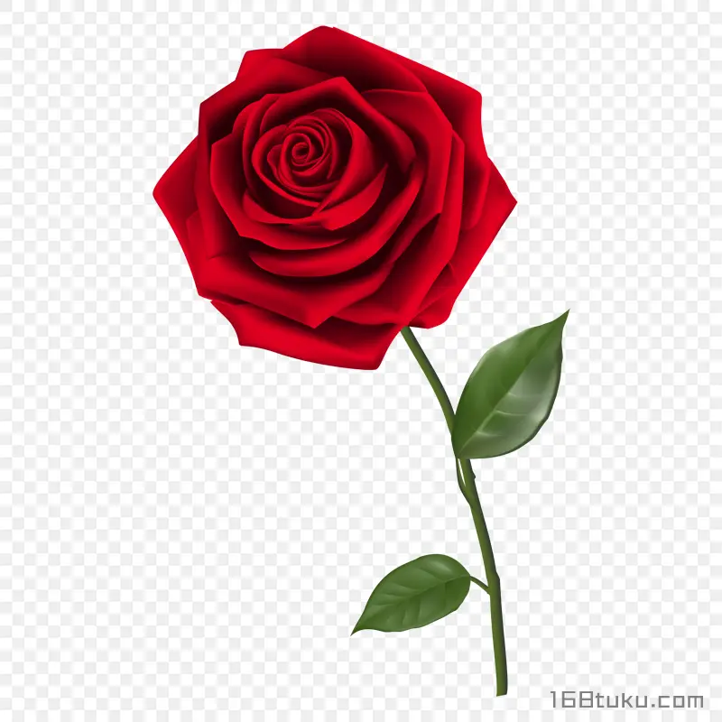 插画一支玫瑰花红玫瑰花蔷薇花月季花png素材免费下载免扣