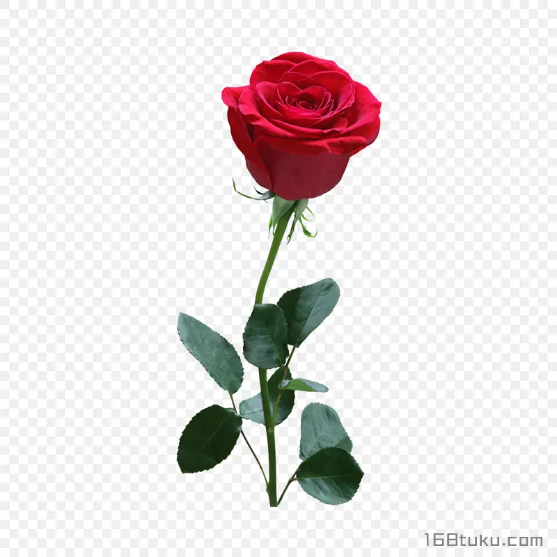 一支玫瑰花红玫瑰花蔷薇花月季花png素材免费下载免扣