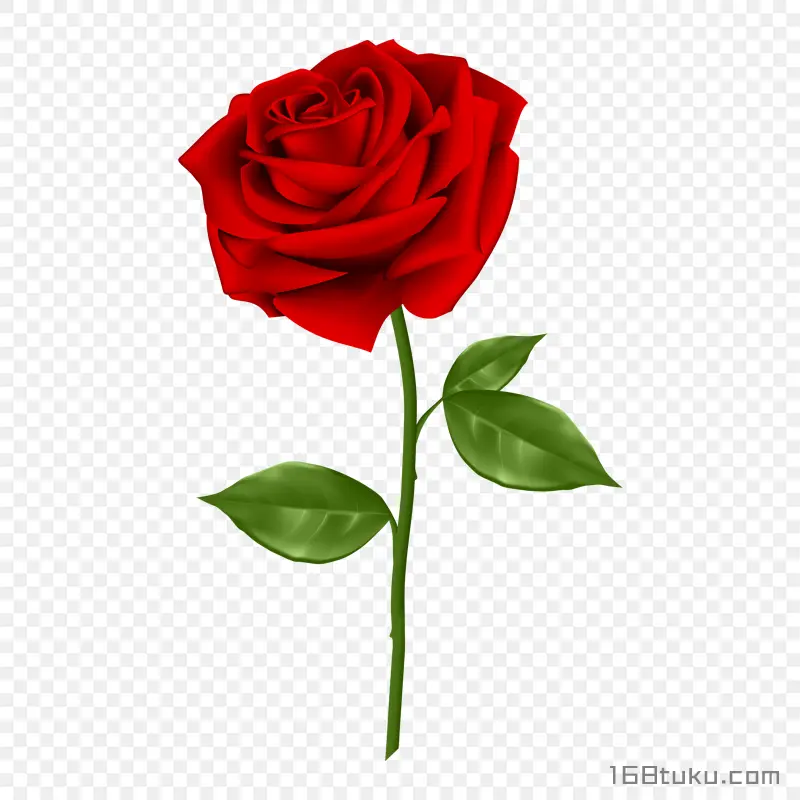 插画一支玫瑰花红玫瑰花蔷薇花月季花png素材免费下载免扣